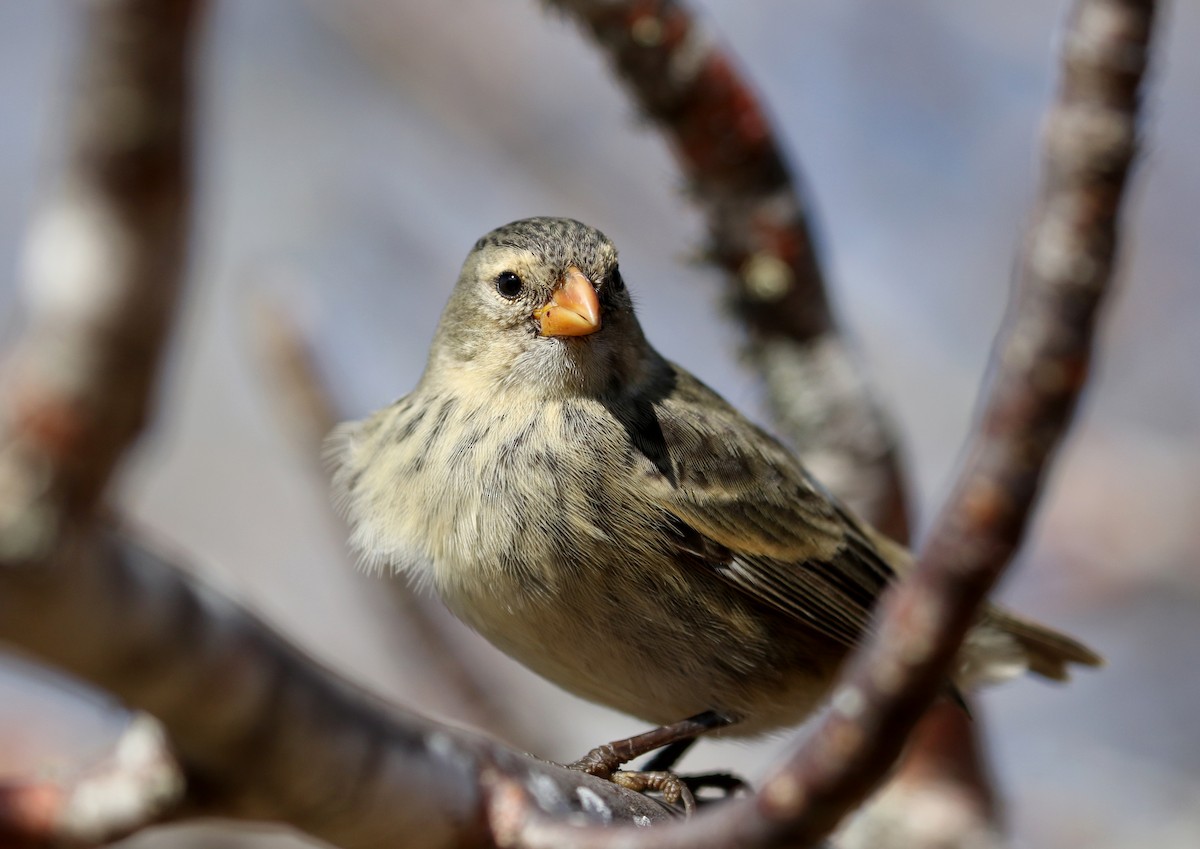 Small Tree-Finch - ML185859971