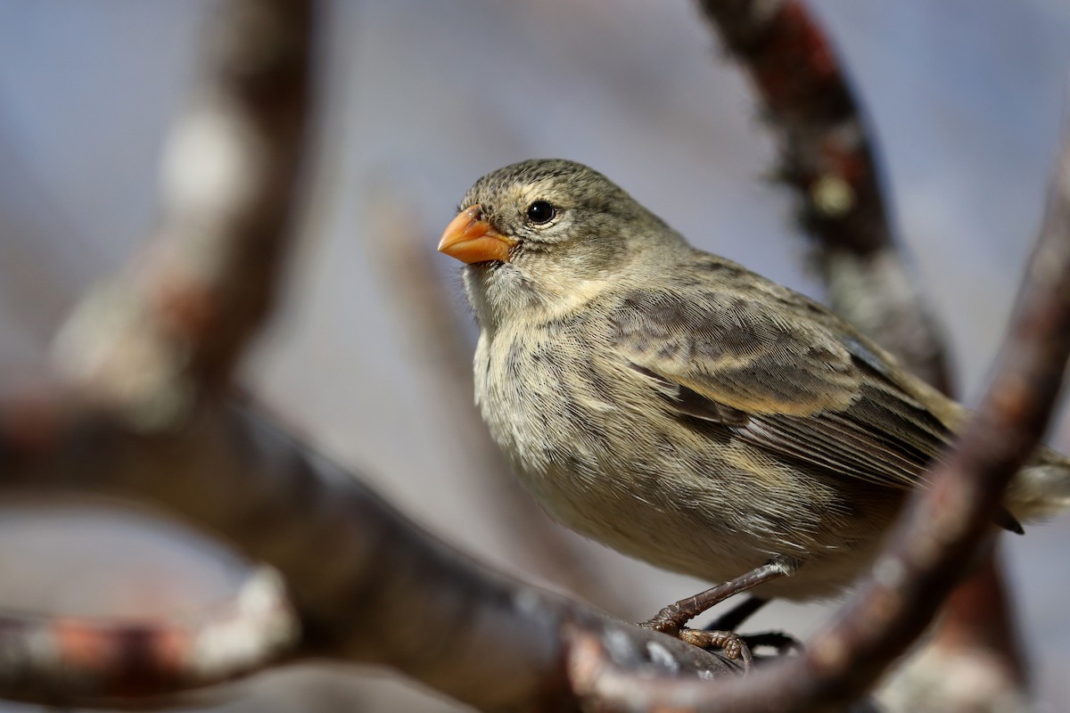 Small Tree-Finch - ML185859991