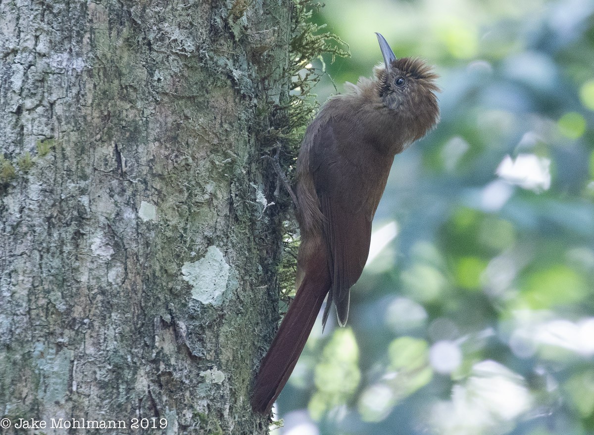 Plain-winged Woodcreeper - ML185860311