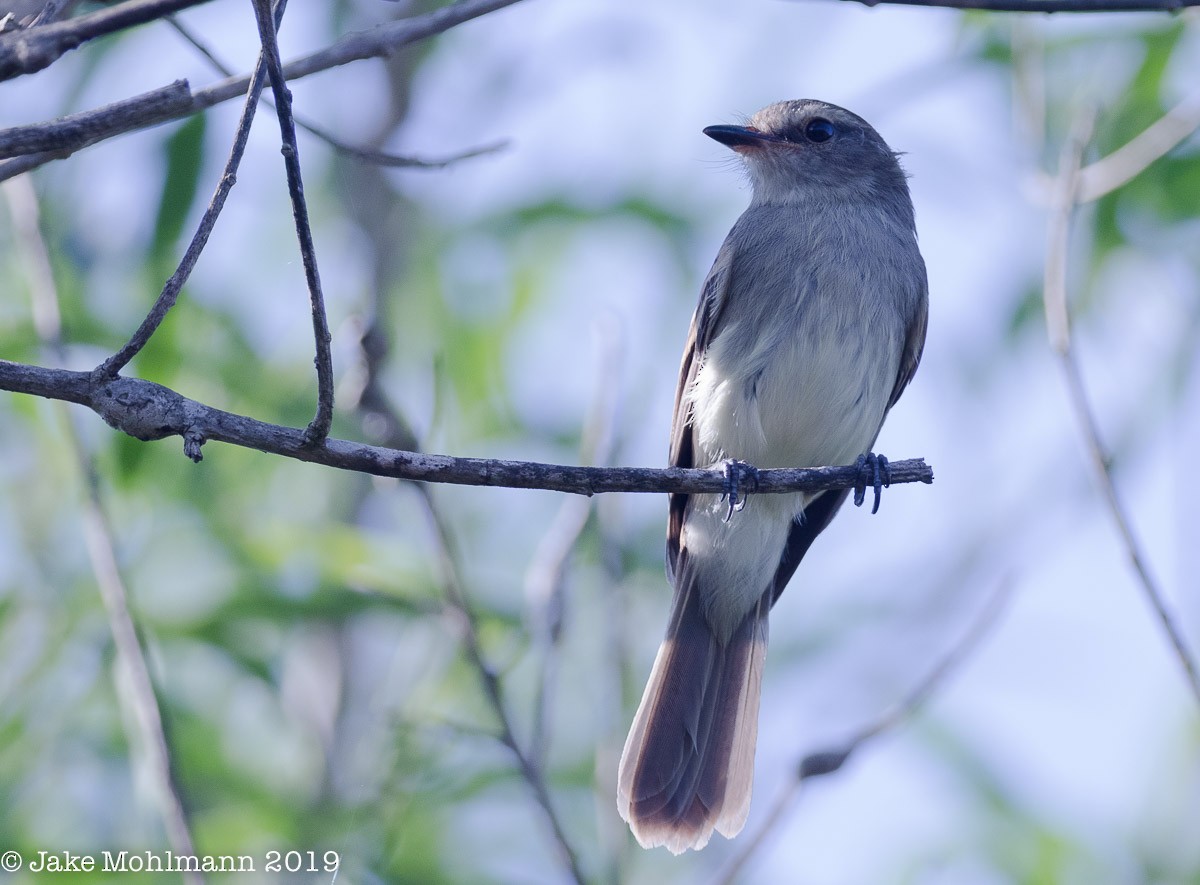 Fuscous Flycatcher - Jake Mohlmann