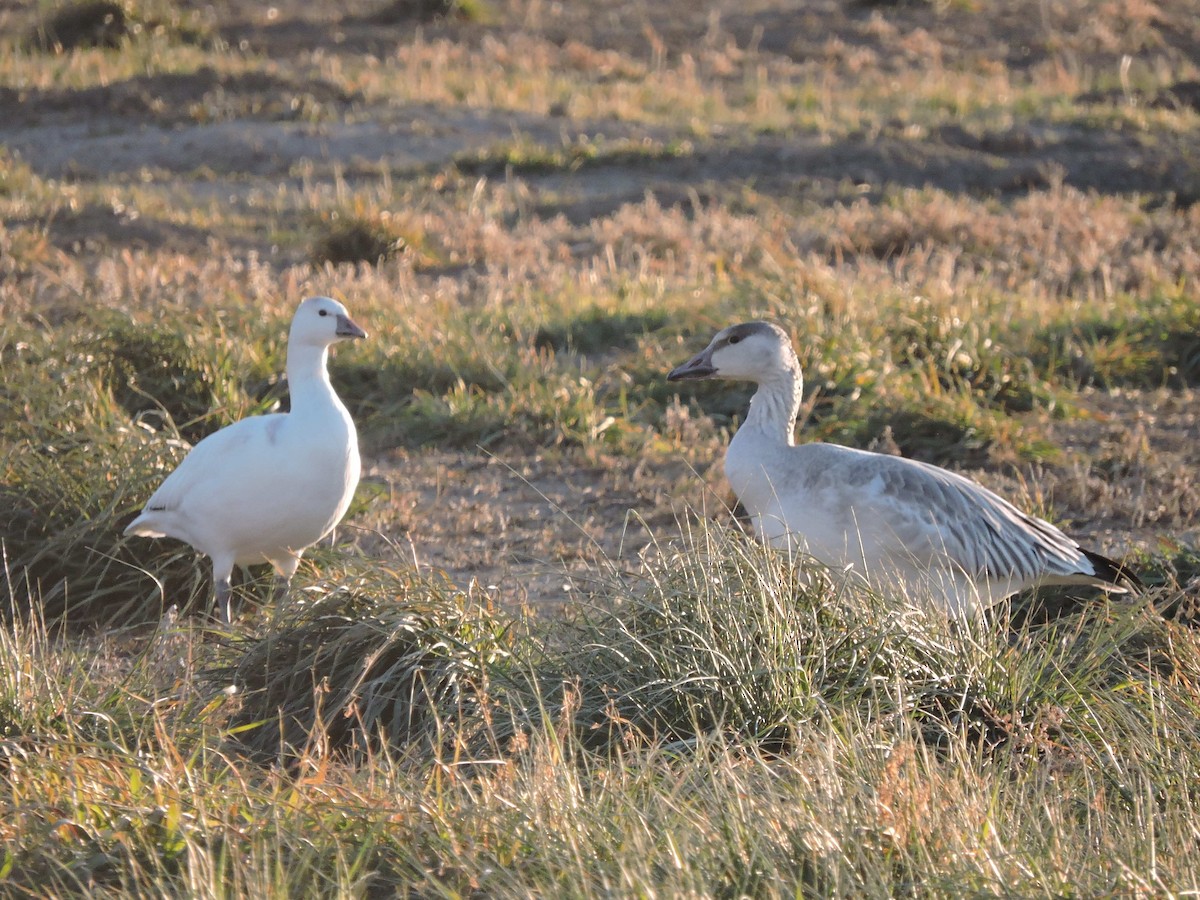 Ross's Goose - ML185861691