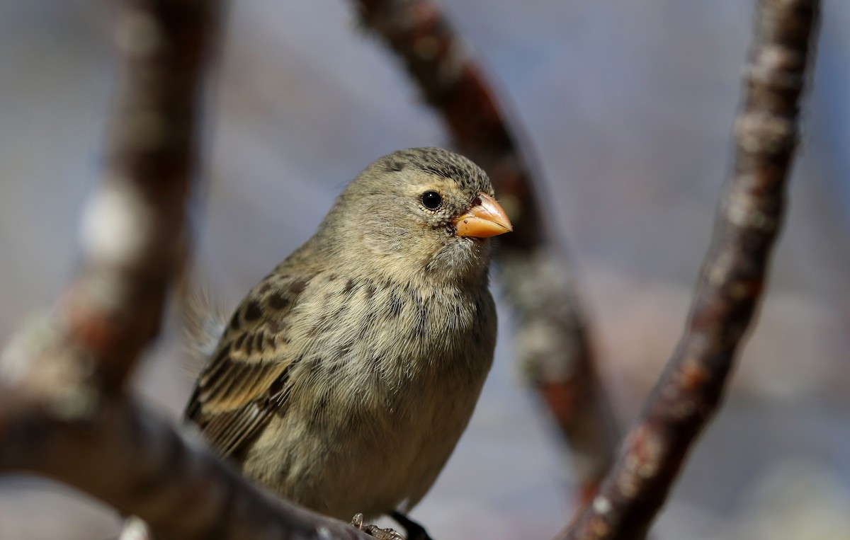 Small Tree-Finch - ML185861781