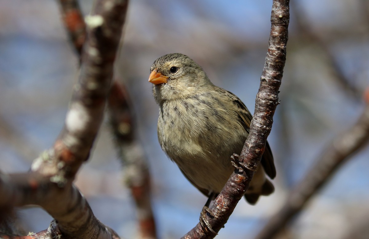 Small Tree-Finch - ML185861851