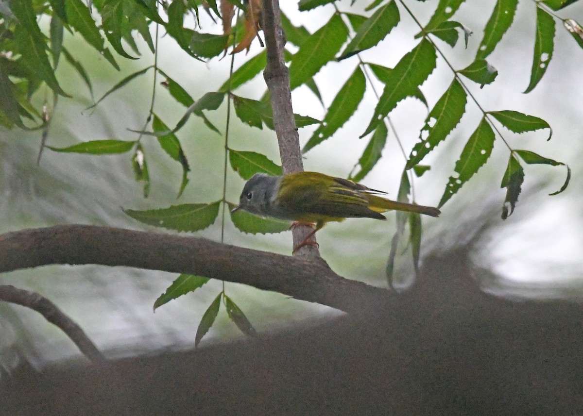 Gray-headed Canary-Flycatcher - ML185862281