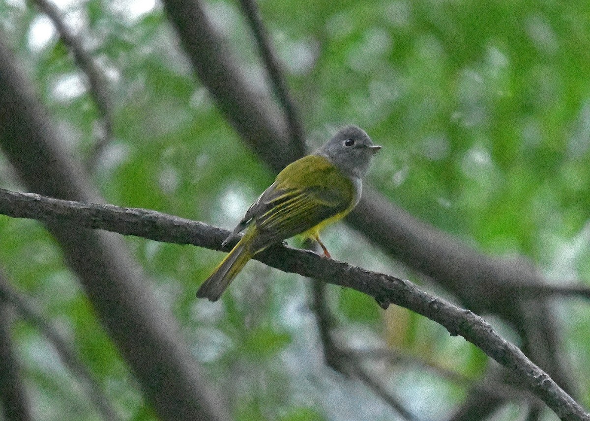 Gray-headed Canary-Flycatcher - ML185862301