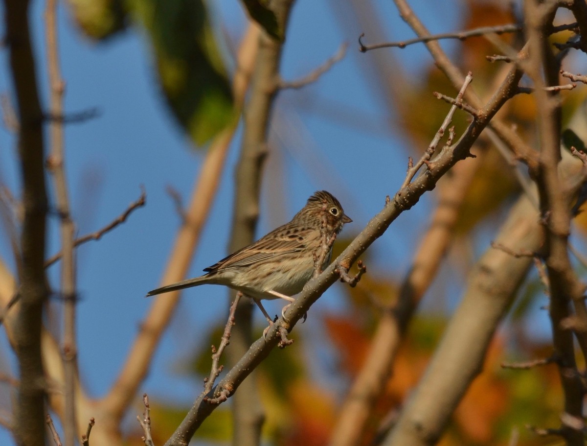 Vesper Sparrow - ML185862971