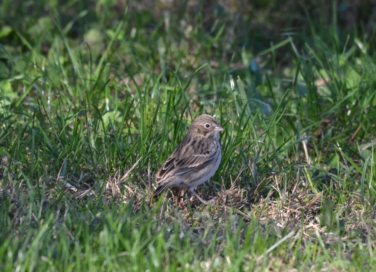 Vesper Sparrow - ML185862981