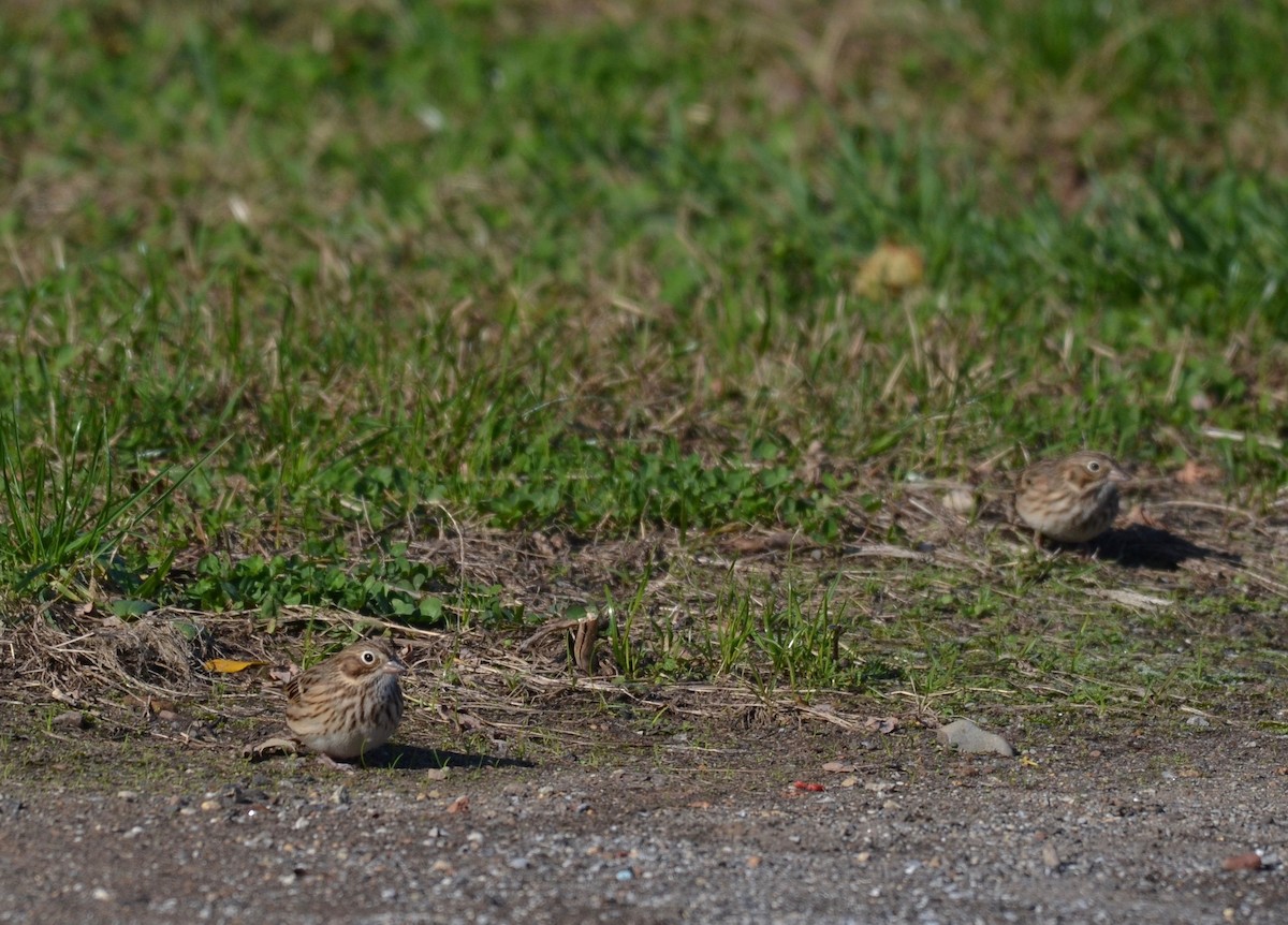 Vesper Sparrow - ML185863031