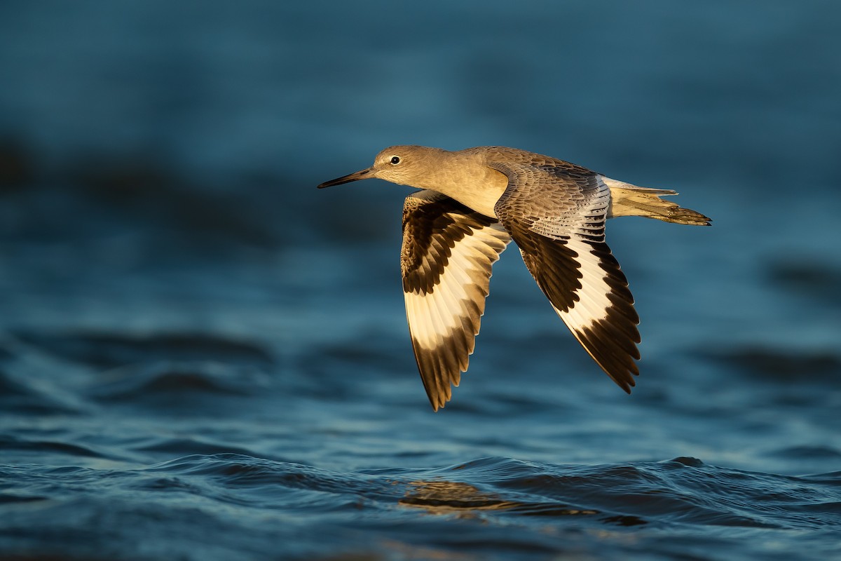 Willet - ML185863661