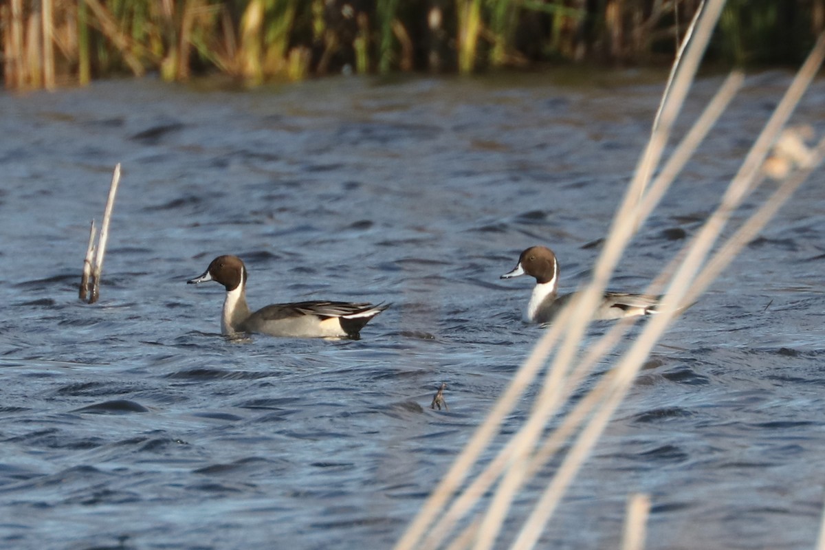 Northern Pintail - ML185864491