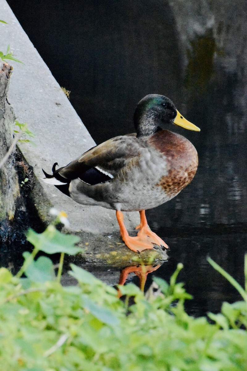 Mallard (Domestic type) - ML185864551