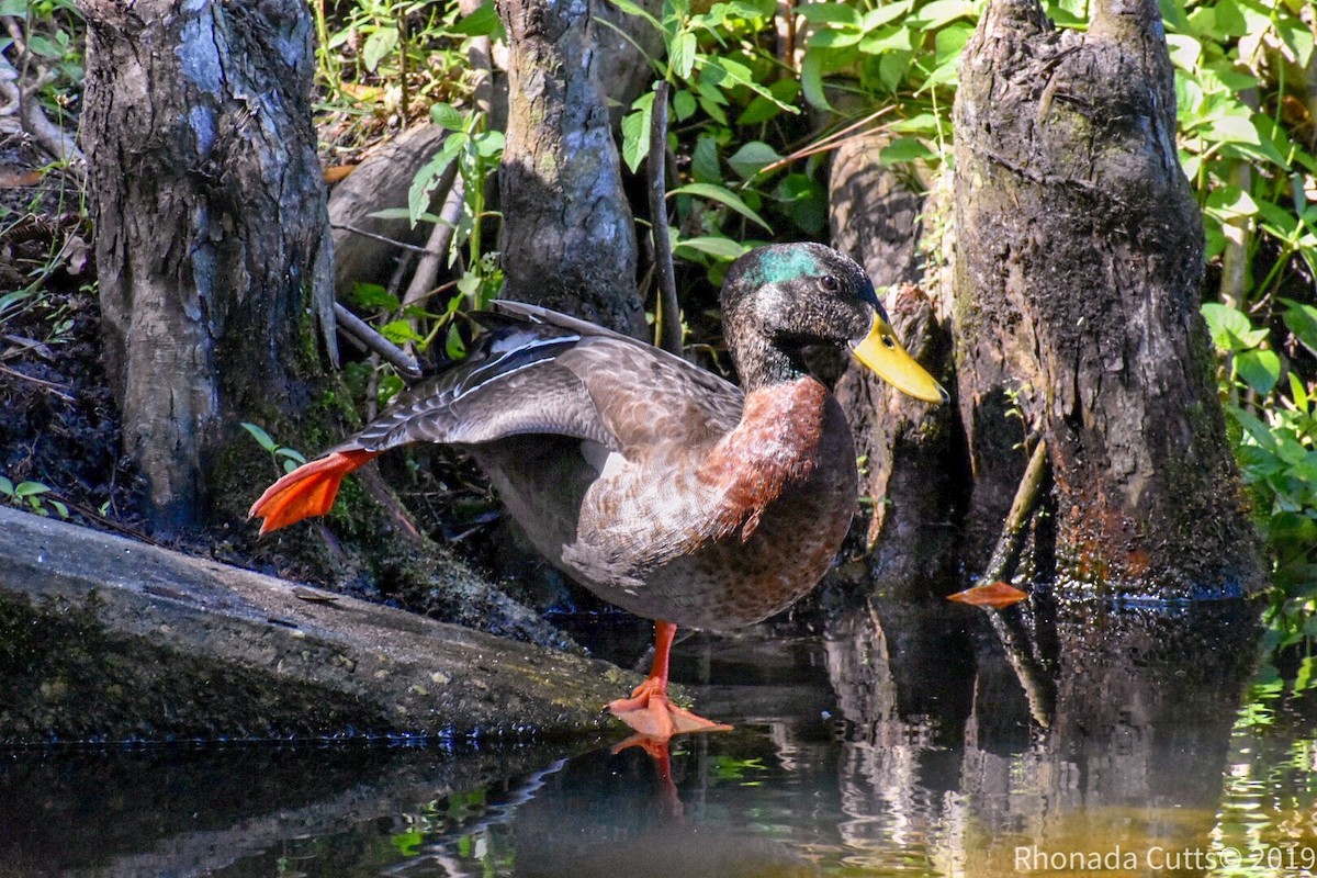 Mallard x Mottled Duck (hybrid) - ML185864561