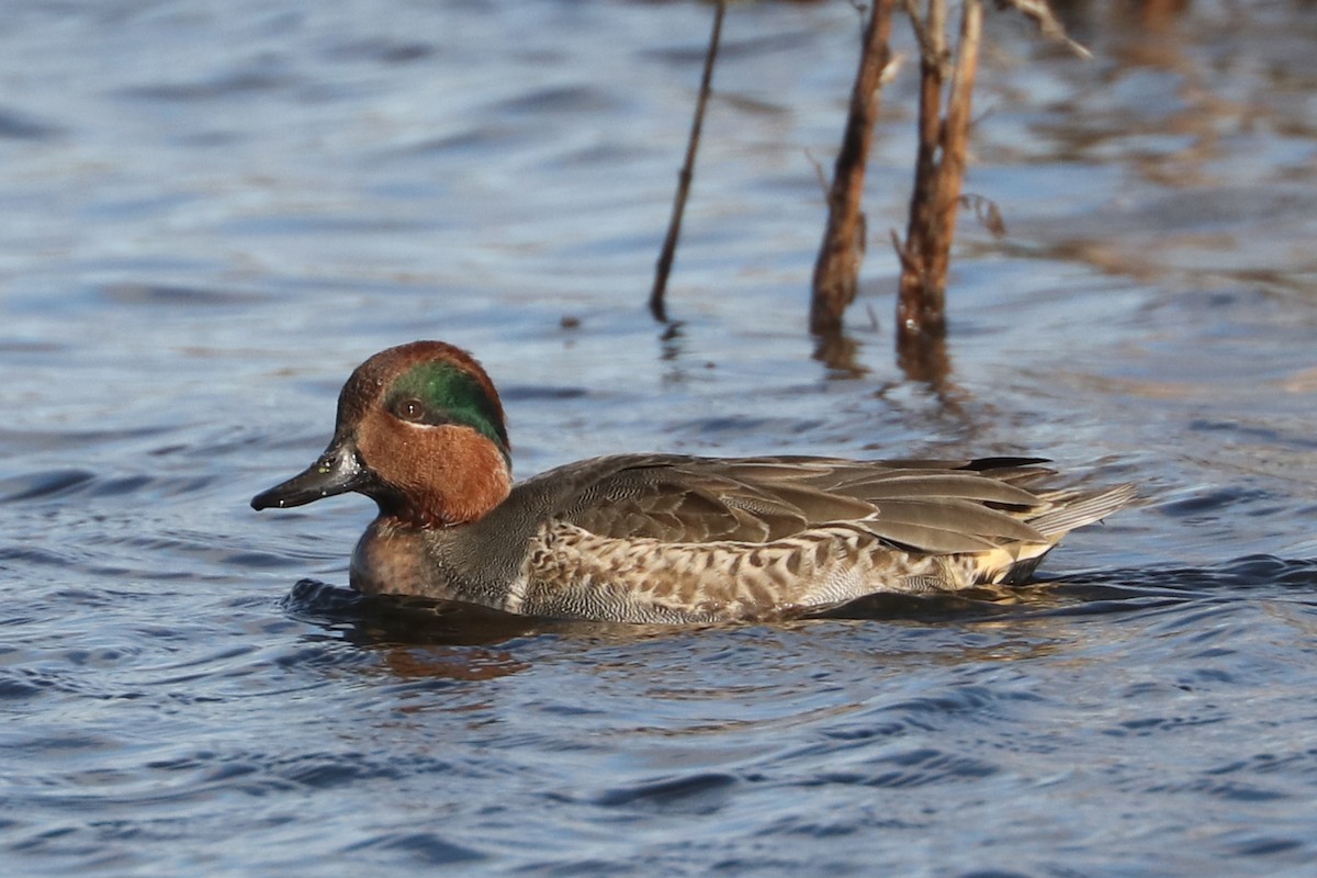 Green-winged Teal - ML185864671