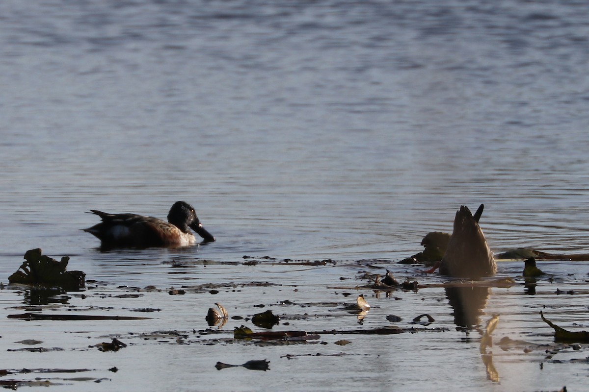 Northern Shoveler - James Scott