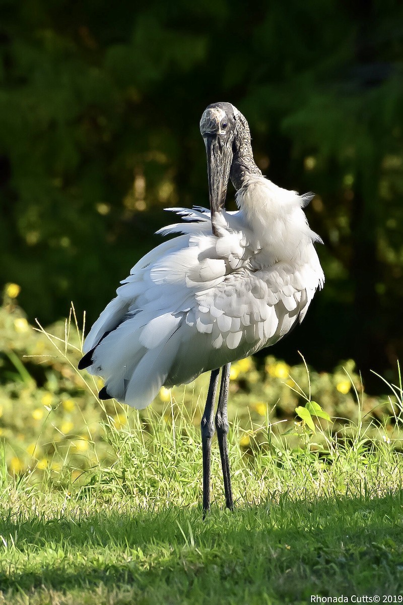 Wood Stork - Rhonada Cutts