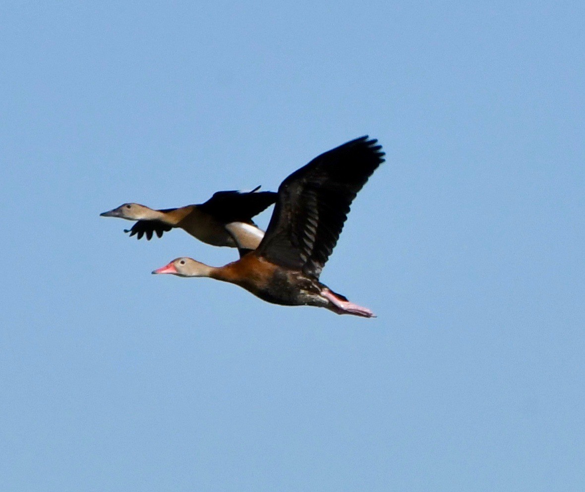 Dendrocygne à ventre noir - ML185866541