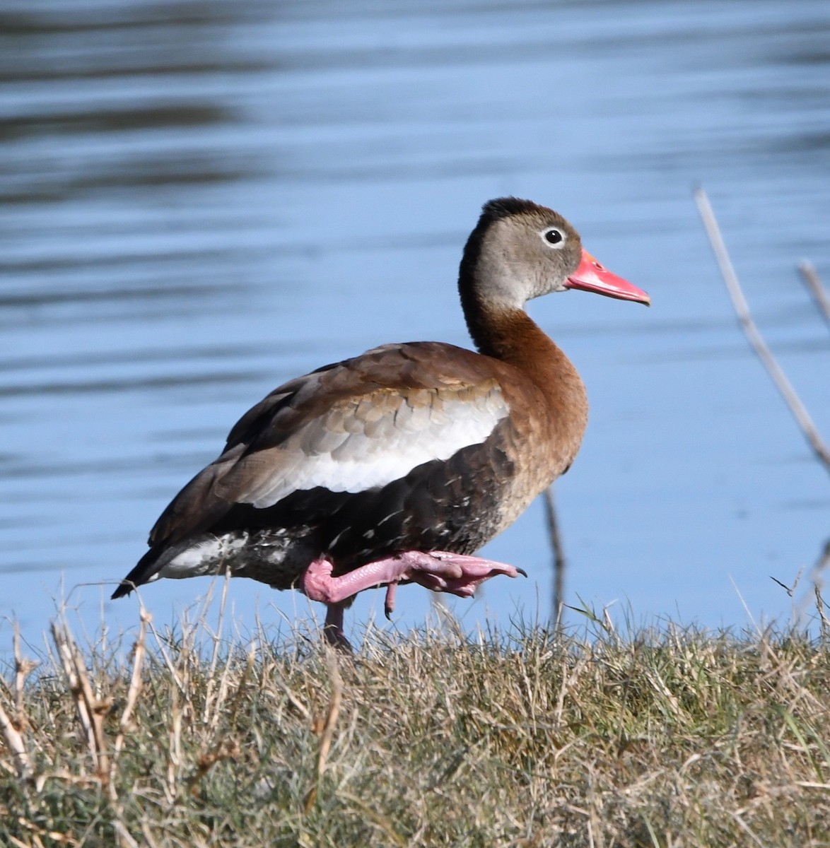 Dendrocygne à ventre noir - ML185866561