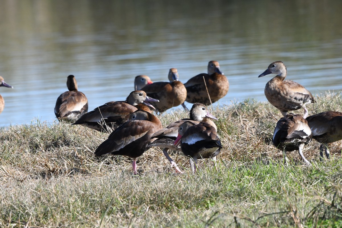 Dendrocygne à ventre noir - ML185866591