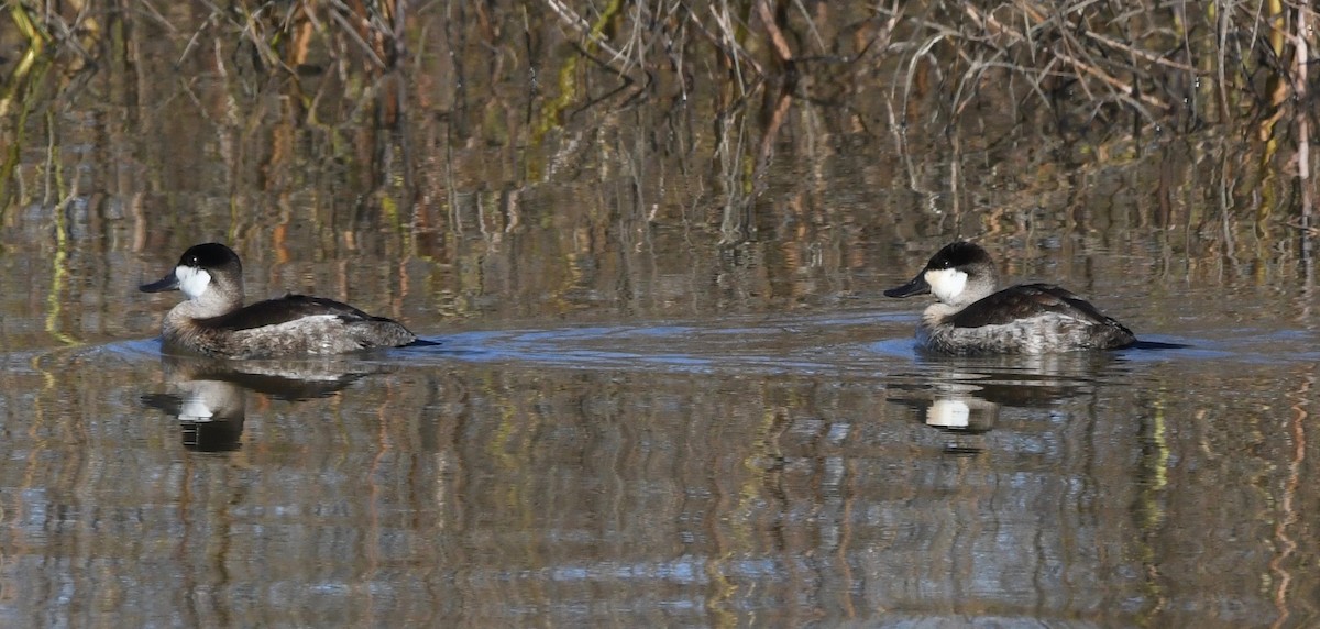 Ruddy Duck - ML185866601