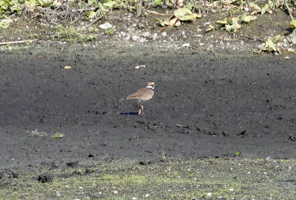 Killdeer - ML185866641