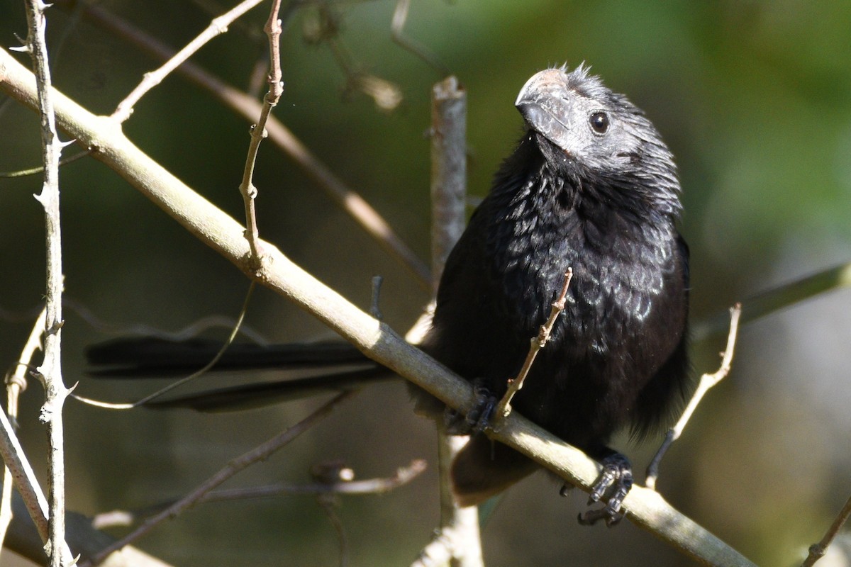 Groove-billed Ani - Donna Carter