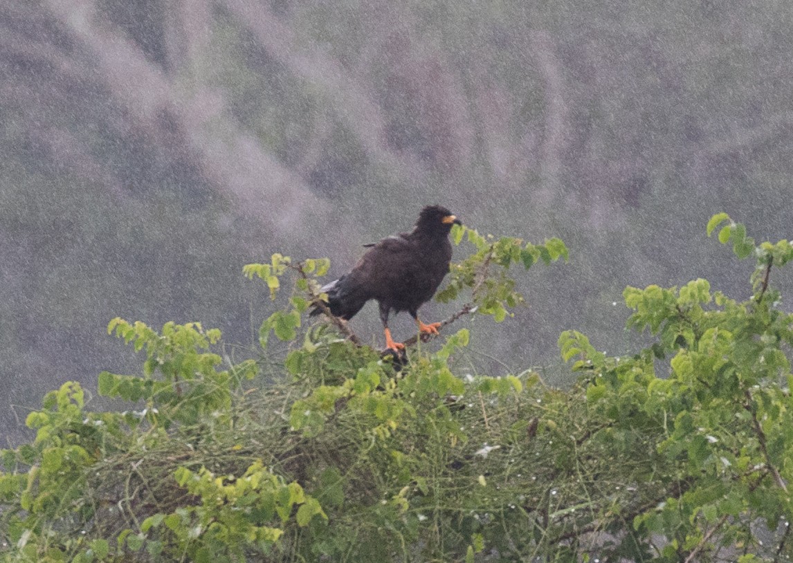 Snail Kite - ML185867701