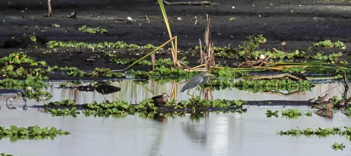 Tricolored Heron - ML185867751