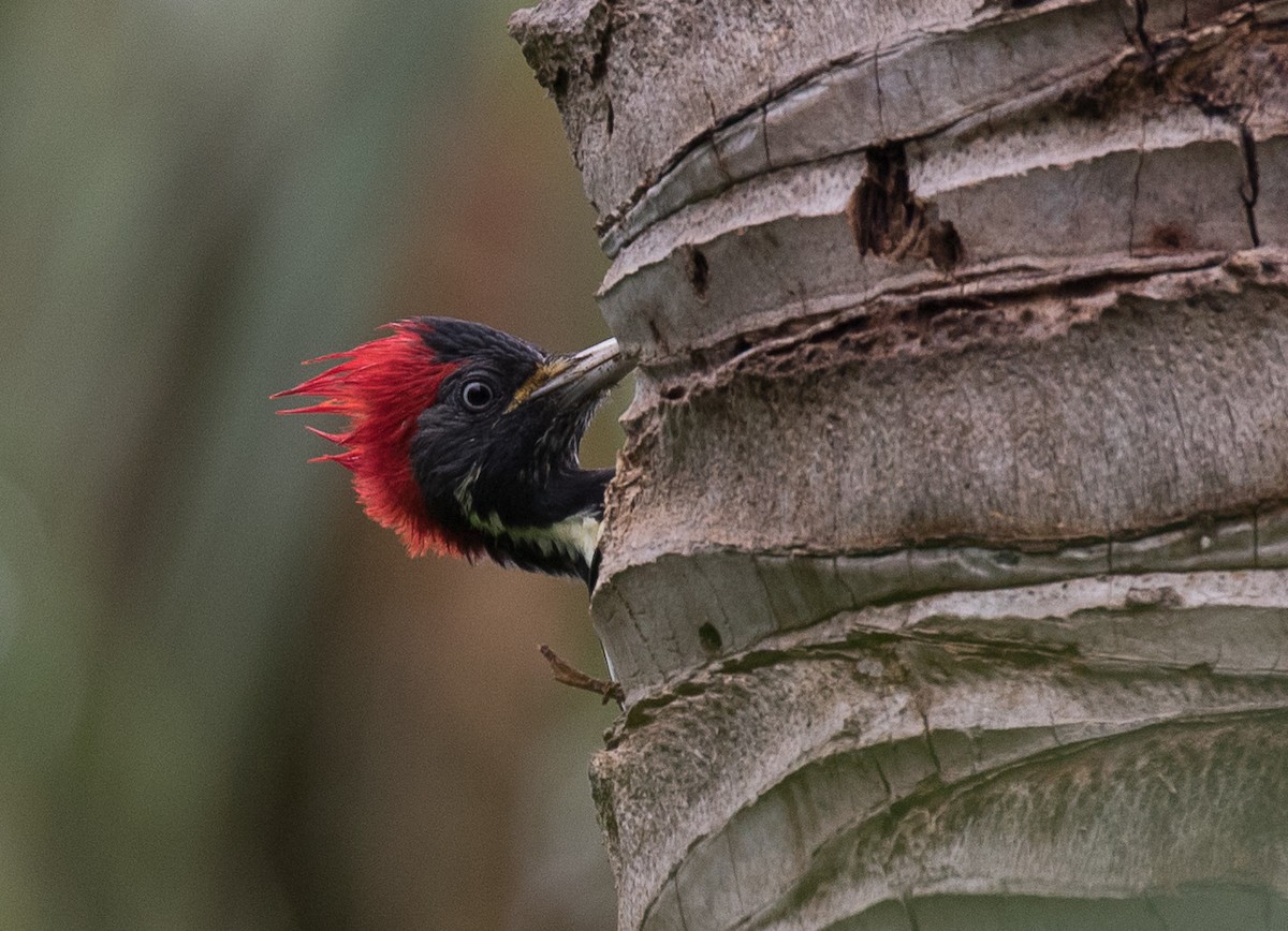 Lineated Woodpecker - ML185867881