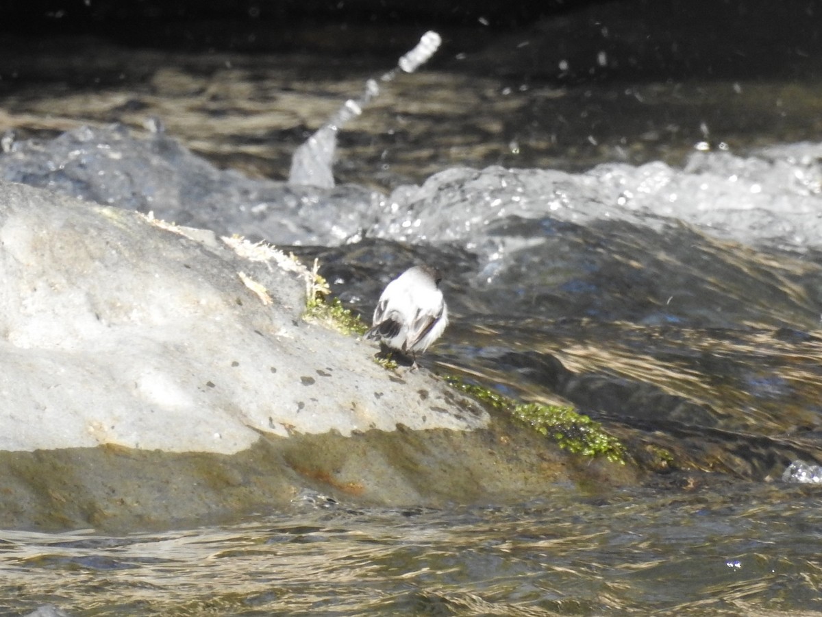 Torrent Tyrannulet - ML185868201