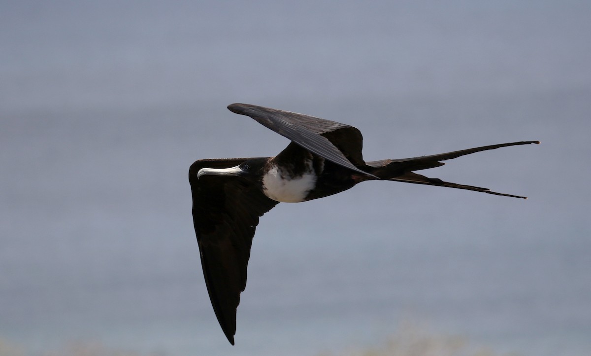 Magnificent Frigatebird - ML185868401