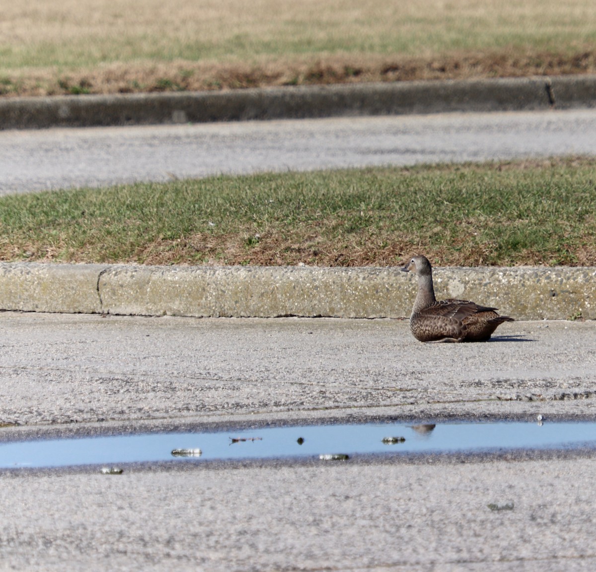 King Eider - ML185871481