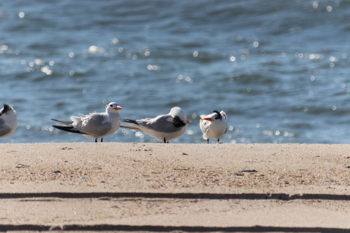 Royal Tern - ML185871961