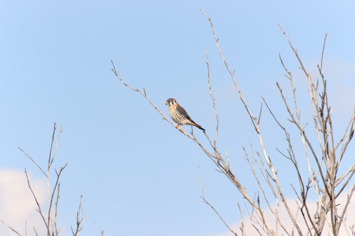 American Kestrel - Michael  Milillo