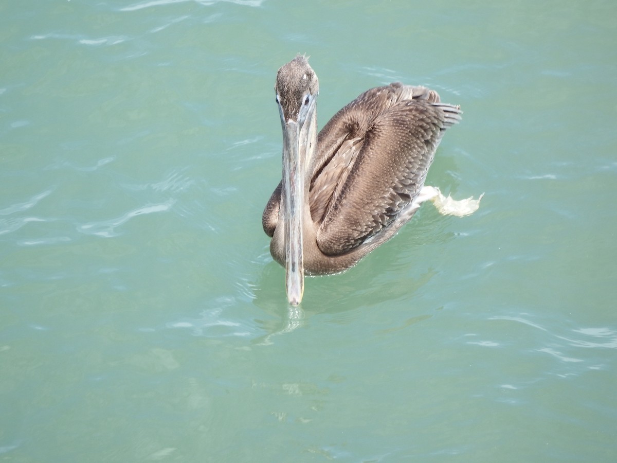 pelikán hnědý - ML185873421