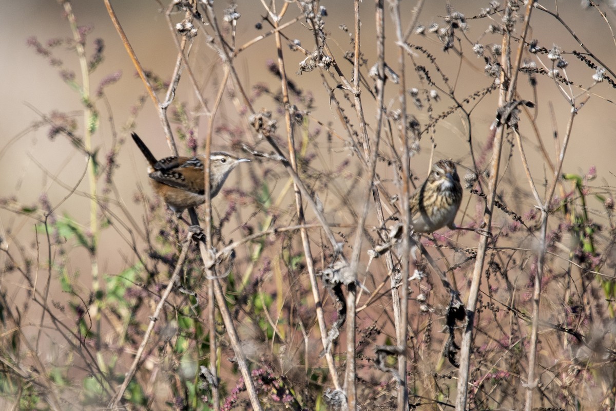 Marsh Wren - ML185874041