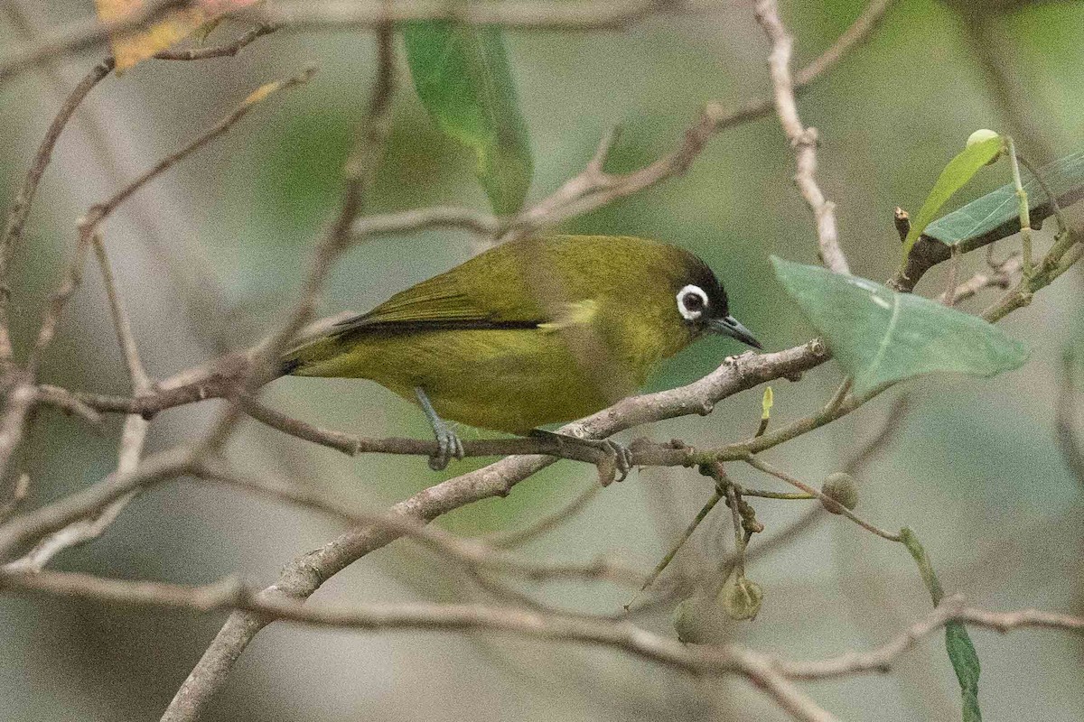 Capped White-eye - ML185875971