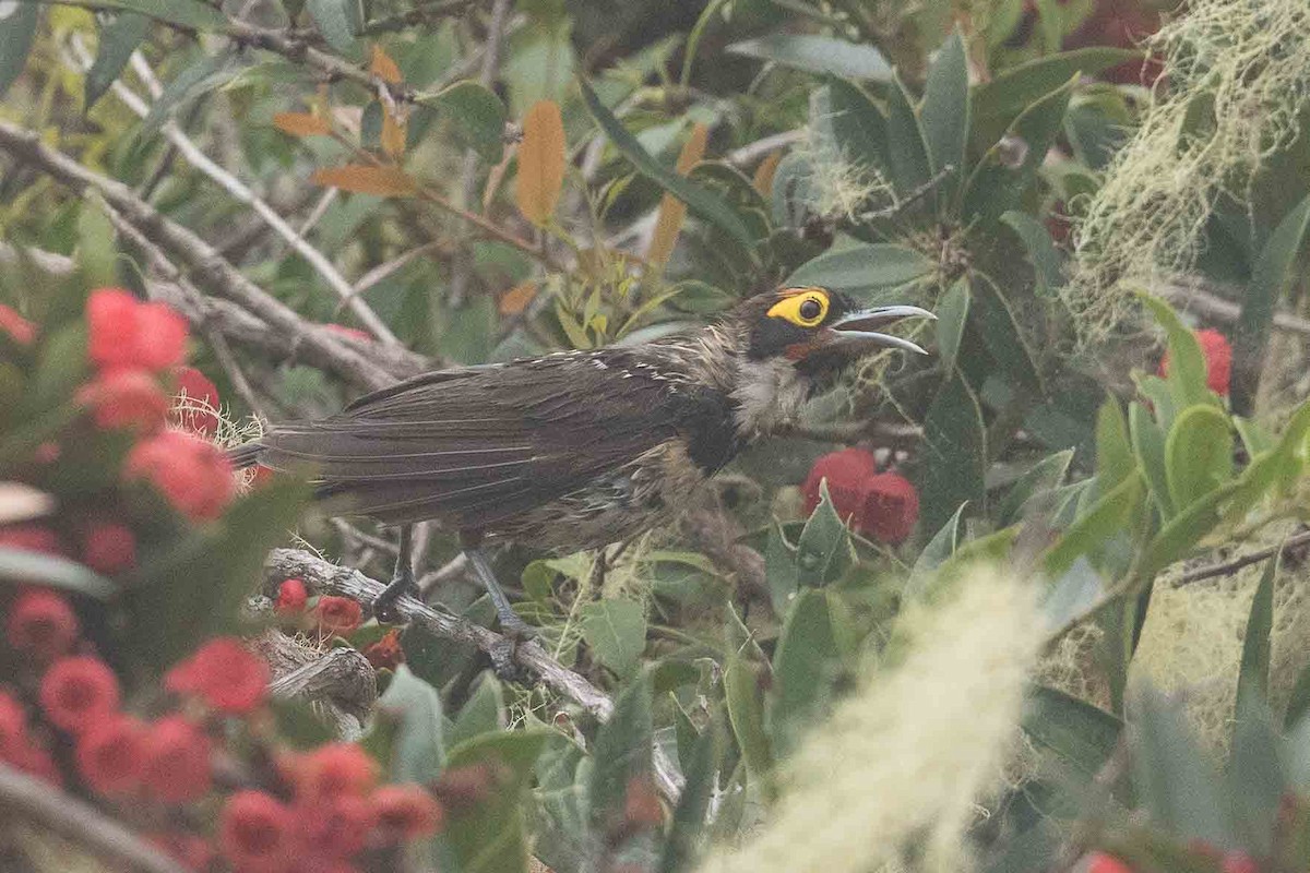 Ornate Melidectes - ML185876581