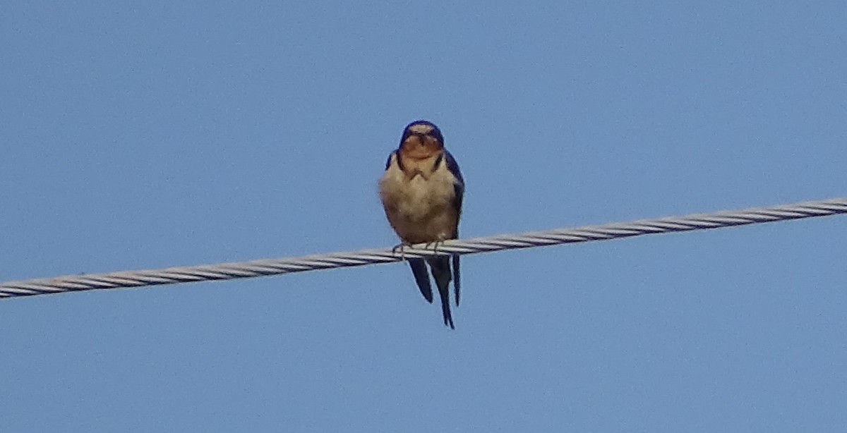 Barn Swallow - ML185876831