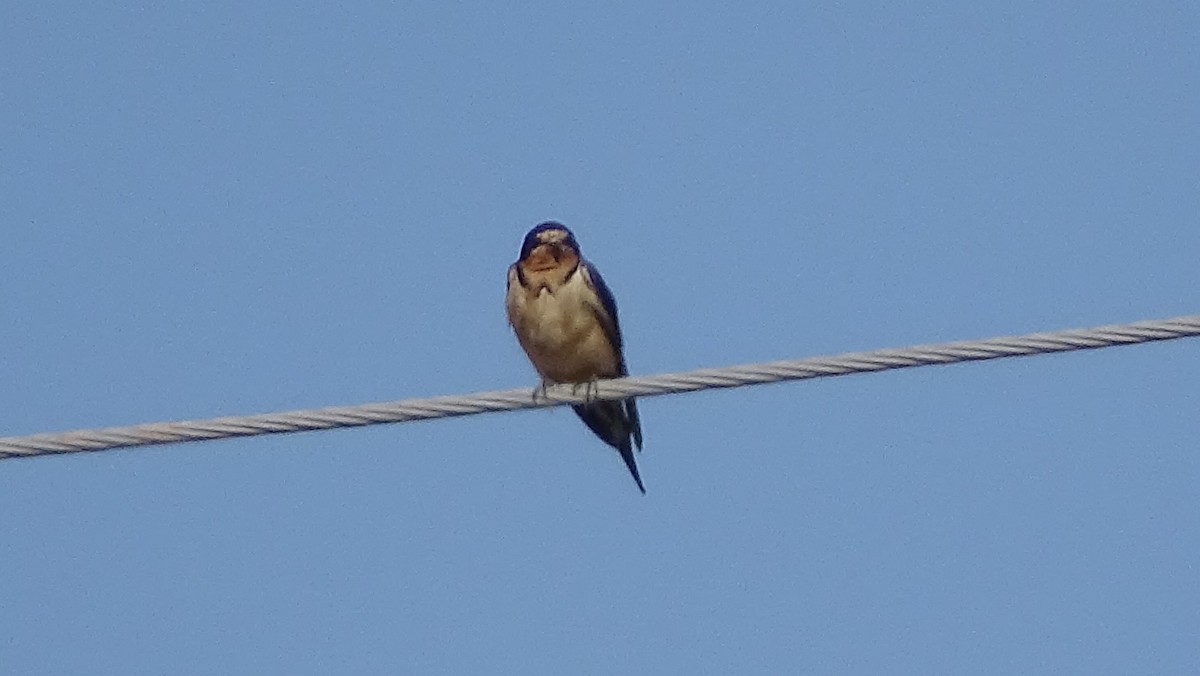 Barn Swallow - ML185876851