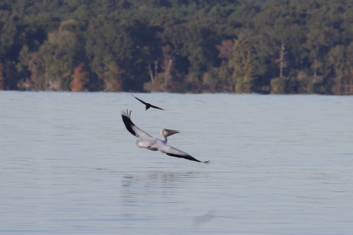 American White Pelican - ML185877991