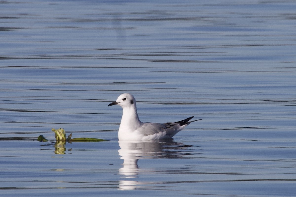 Bonaparte's Gull - ML185879131