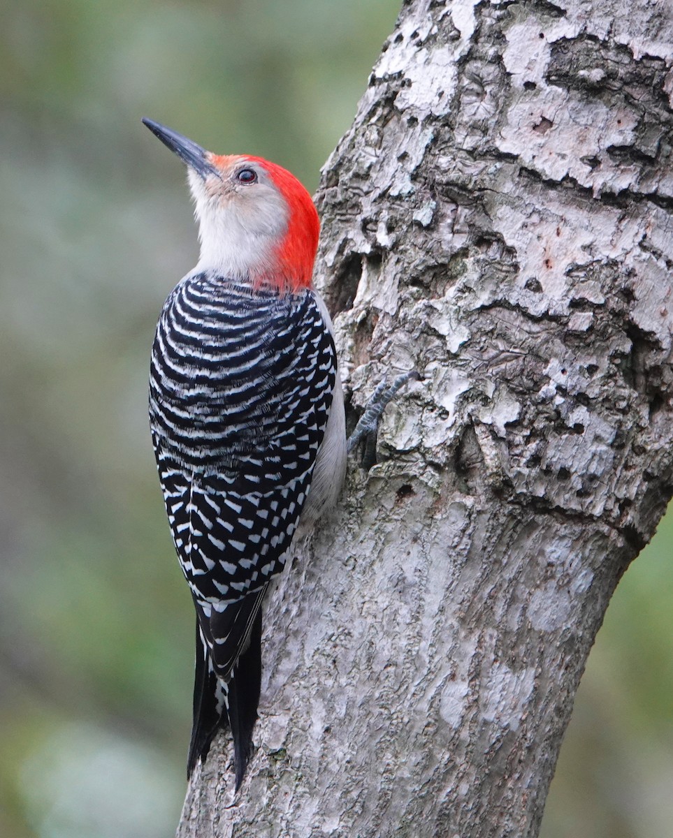 Red-bellied Woodpecker - ML185879641