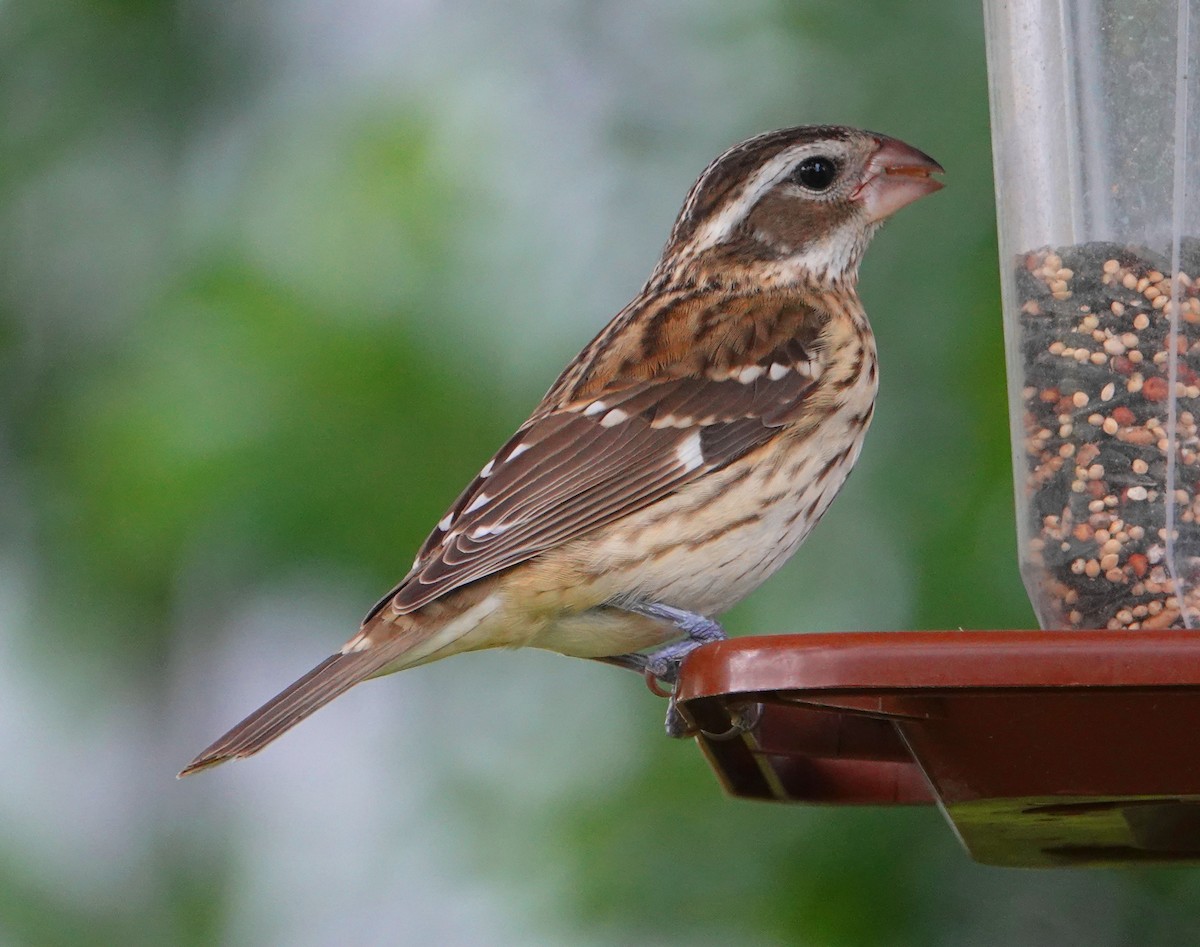 Rose-breasted Grosbeak - ML185879911