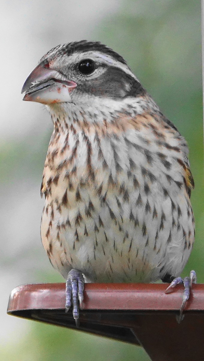 Rose-breasted Grosbeak - ML185880121