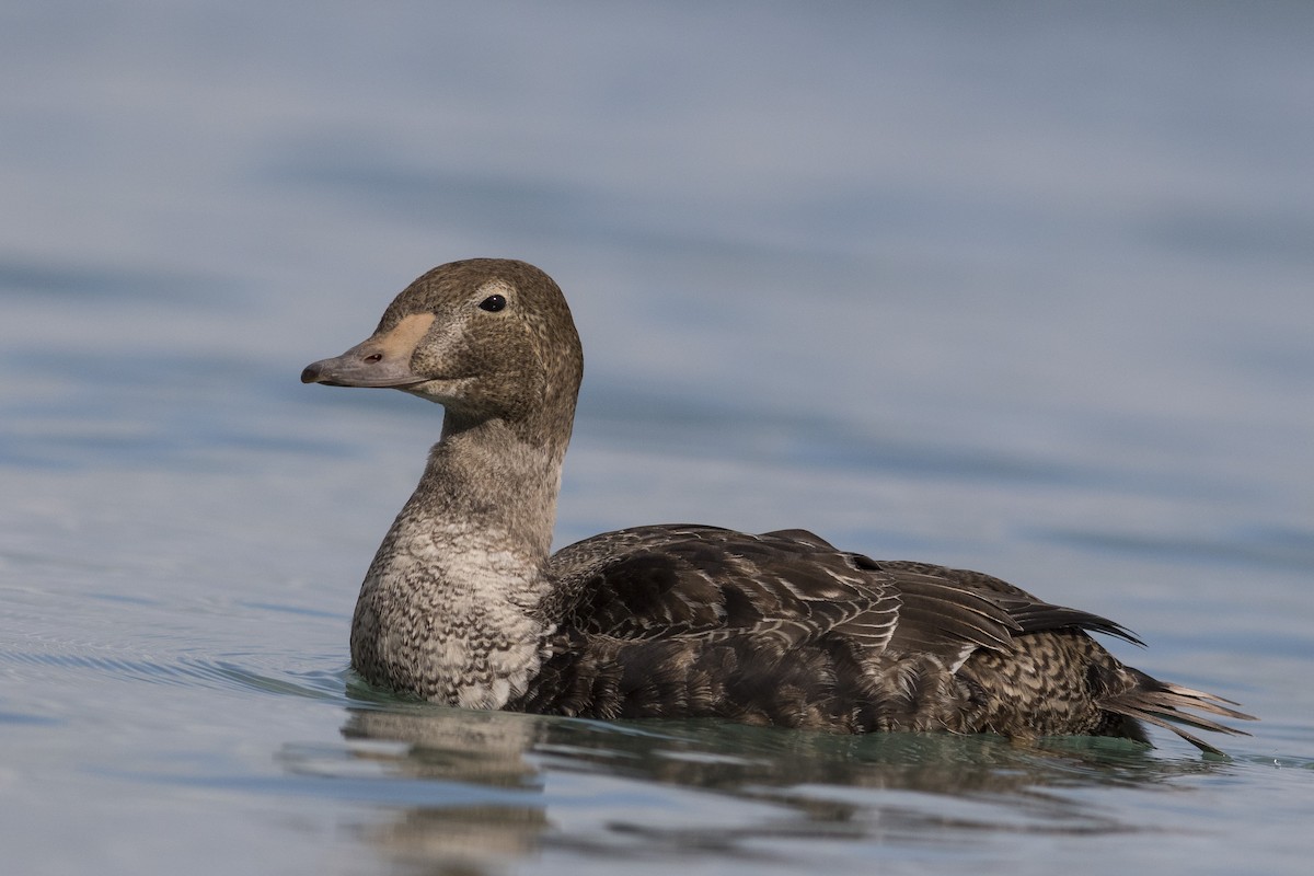 King Eider - Jacob Drucker