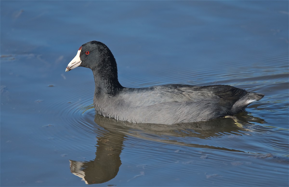 American Coot - Harlan Stewart