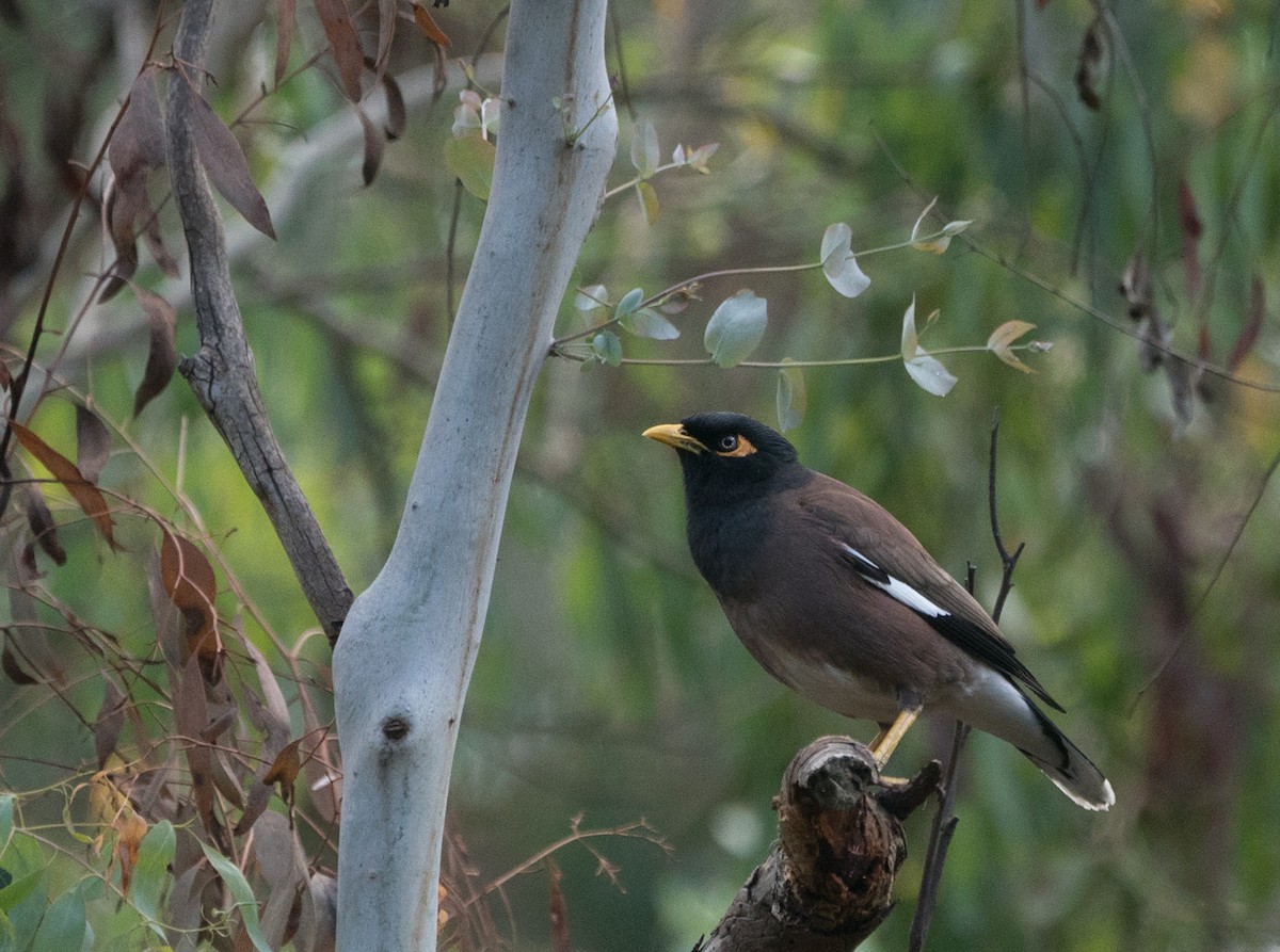 Common Myna - ML185883211