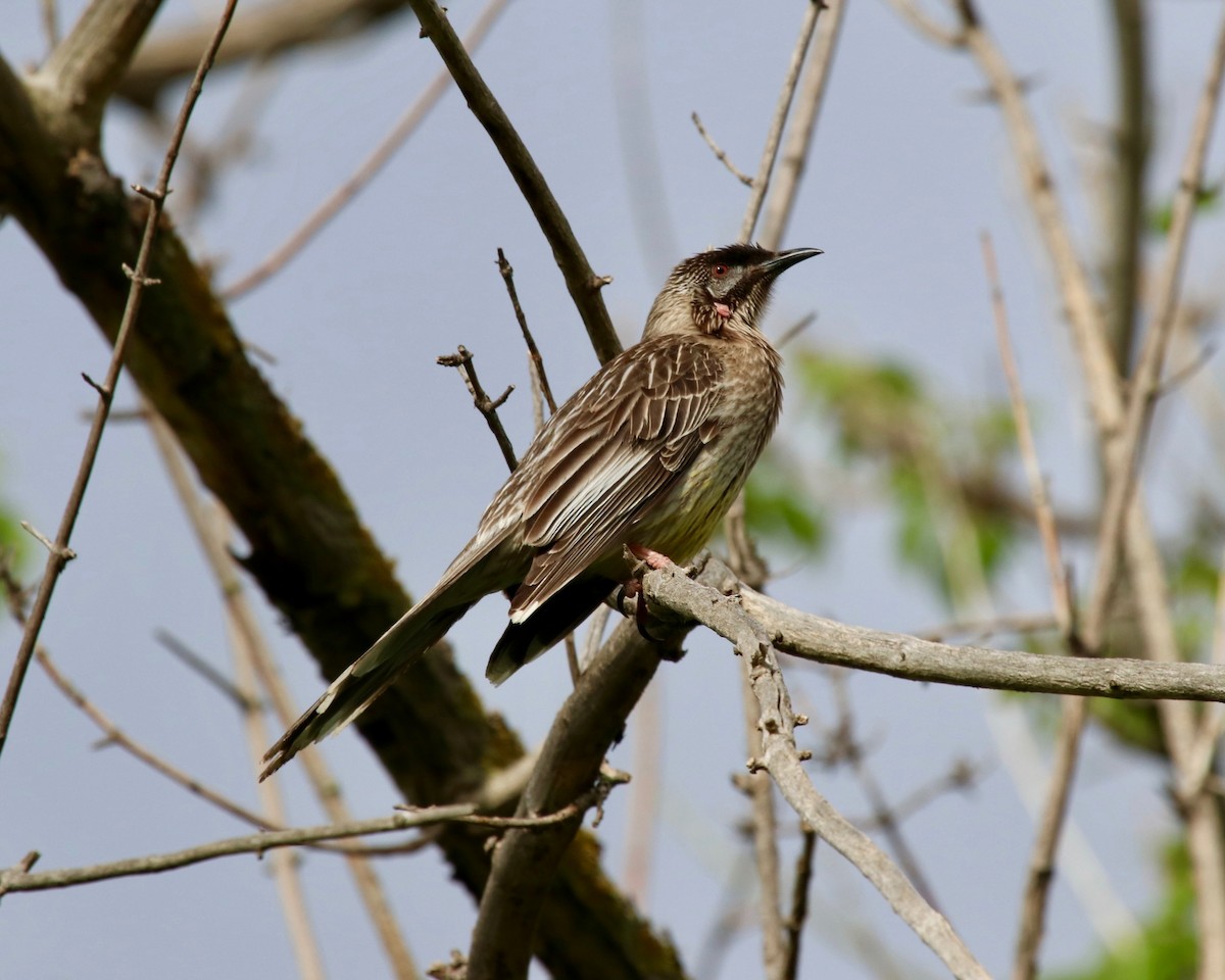 Red Wattlebird - Daniel S.