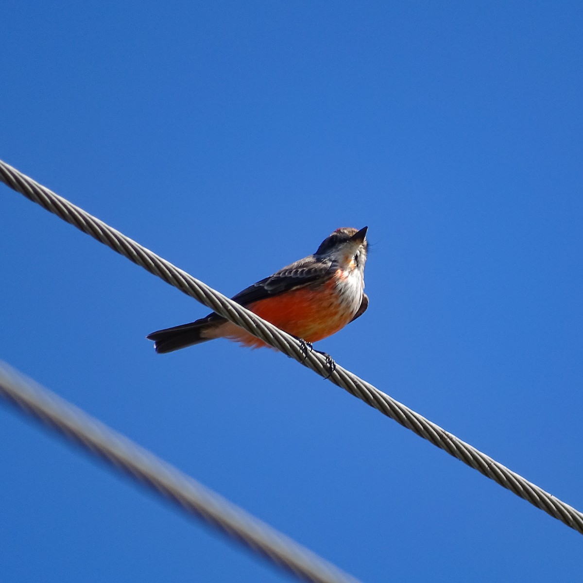 Vermilion Flycatcher - ML185884861