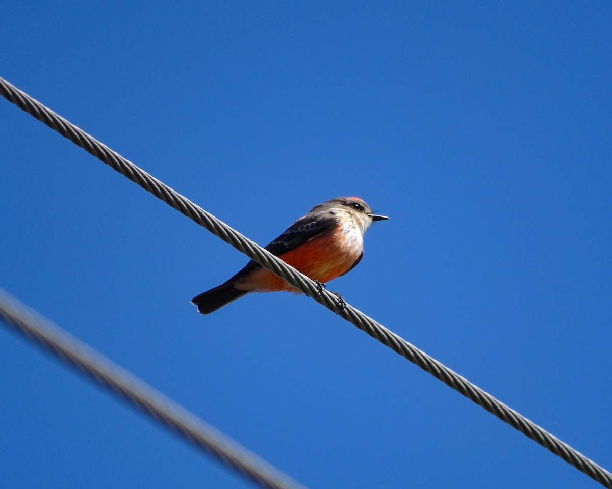 Vermilion Flycatcher - Logan Korte